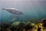 MCZ Ambience 1st Place - Seal Sunrays by Rob Cuss